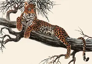 Casually: Resting Leopard