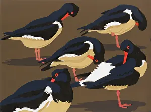 Linocut: Resting and preening Oystercatchers