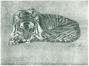 Armitage: Resting Tiger
