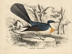 Volatile: Restless flycatcher, Myiagra inquieta