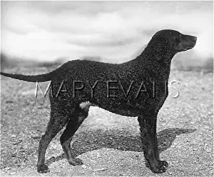 Calgary: RETRIEVER/CALGARY