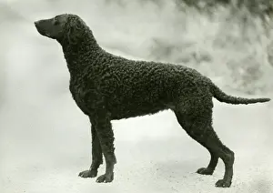 Coated: RETRIEVER/DARELYN DELLAH