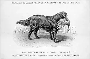 Retrieving: Retriever Dog
