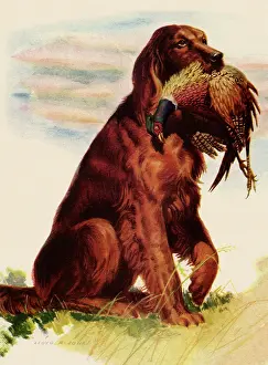 Obediently: Retriever Fetches Kill