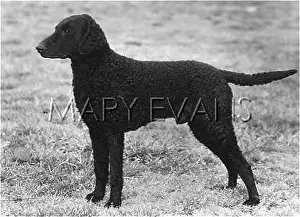 Alderson: RETRIEVER/GAY MONACH