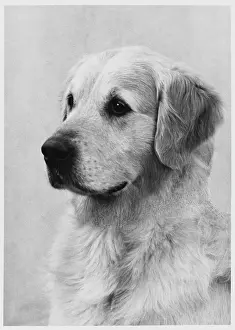 Cadet: RETRIEVER/GOLDEN