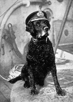 Coated: RETRIEVER IN SAILORS CAP