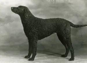Coated: RETRIEVER/SARONA STELLA