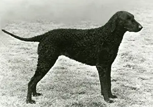Coated: RETRIEVER/SOLITARE