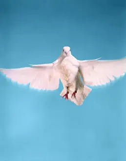 Fluttering: Retro Dove Wings Wingspan Stretch