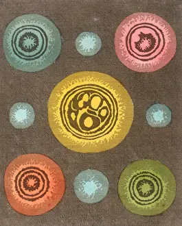 Bennet: Rev Bennet's Stars - 1794