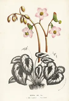 Begonia: Rex begonia, Begonia rex