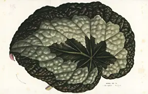 Begonia: Rex begonia leaf, Begonia rex