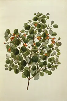 Polydore: Rhabdothamnus solandri, matata