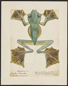South East: Rhacophorus, Tree frog