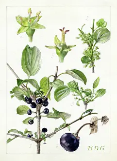 Buckthorn: Rhamnus catharticus - buckthorn