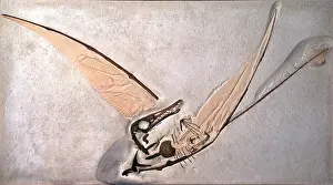Rhamphorhynchus: Rhamphorhynchus