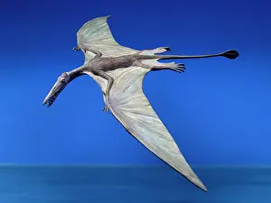 Rhamphorhynchus: Rhamphorhynchus