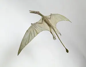Rhamphorhynchus: Rhamphorhynchus
