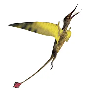 Ugliness: Rhamphorhynchus flying reptile