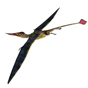 Ugliness: Rhamphorhynchus flying reptile, side profile