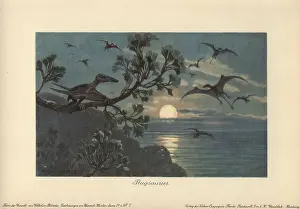 Long Tailed: Rhamphorhynchus, genus of extinct long-tailed