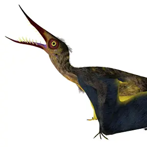 Kimmeridgian: Rhamphorhynchus head with mouth open