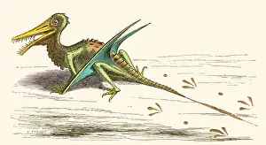 Paleontological: Rhamphorhynchus, Illustration
