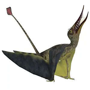 Kimmeridgian: Rhamphorhynchus pterosaur