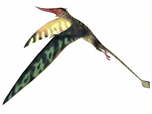 Kimmeridgian: Rhamphorhynchus pterosaur