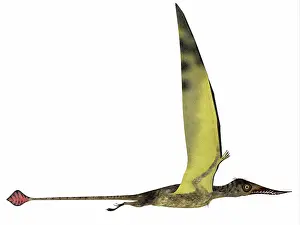 Kimmeridgian: Rhamphorhynchus pterosaur