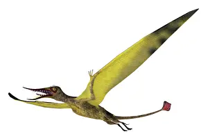 Kimmeridgian: Rhamphorhynchus pterosaur with wings spread on