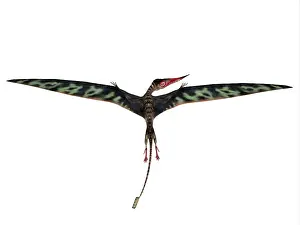 Pterosaur: A Rhamphorhynchus with wings extended, rear view