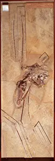 Longiceps: Rhamphorynchus longiceps