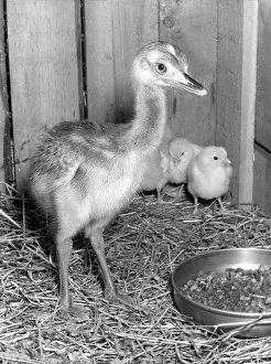 Pecking: RHEA CHICK