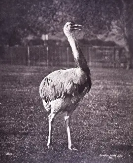 Rhea: Rhea by Gambier Bolton