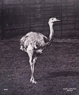 Rhea: Rhea by Gambier Bolton