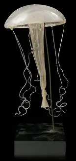 Lobster: Rhegmatodes thalassina, jellyfish