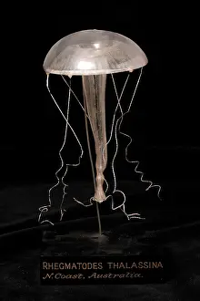 Coelenterata: Rhegmatodes thalassina, jellyfish model