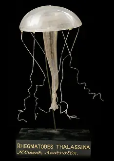 Jelly: Rhegmatodes thalassina, jellyfish model