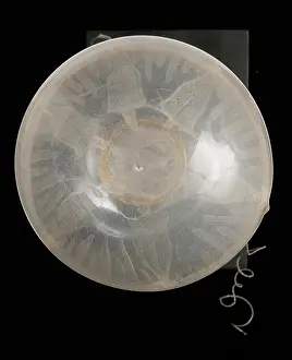 Jelly: Rhegmatodes thalassina, jellyfish model