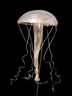Jelly: Rhegmatodes thalassina, jellyfish model