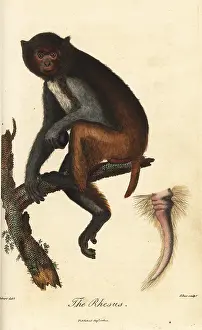 Sibly: Rhesus macaque, Macaca mulatta