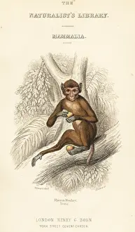Baboon: Rhesus macaque, Macaca mulatta