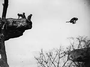 Rhesus: Rhesus Macaques