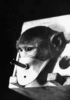 Induce: A rhesus monkey forced to breath cigarette ?