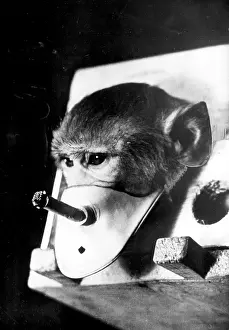 Rhesus: Rhesus monkey being forced to smoke