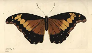 Morpho: Rhetenor blue morpho, Morpho rhetenor