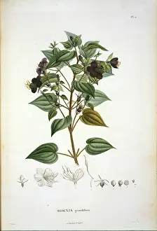 Aime: Rhexia grandiflora