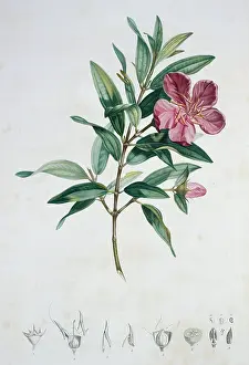 Aime: Rhexia speciosa